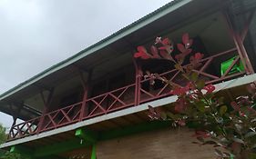 Green Forest Tangkahan